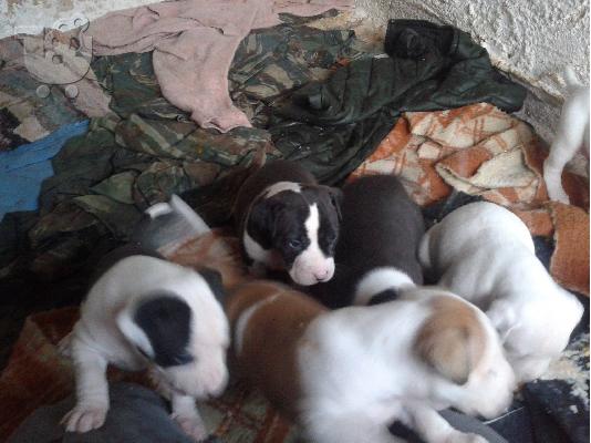 PoulaTo: AMERICAN PITBULL